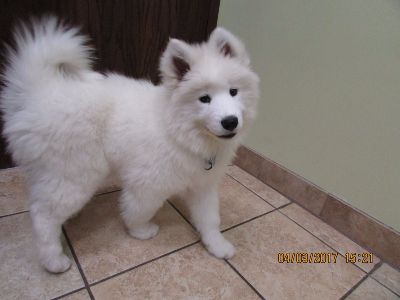 Fluffy White Dog